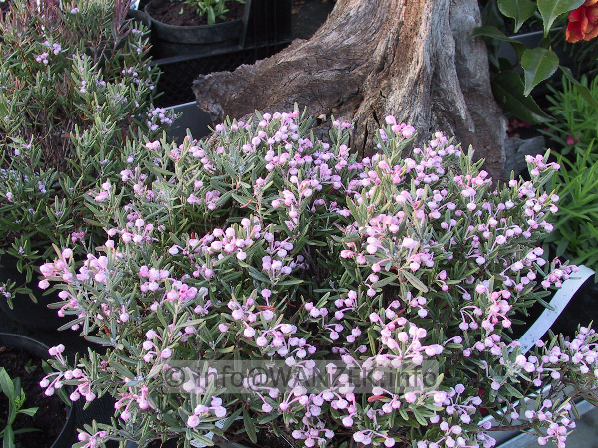 Andromeda polifolia Blue Ice1.JPG